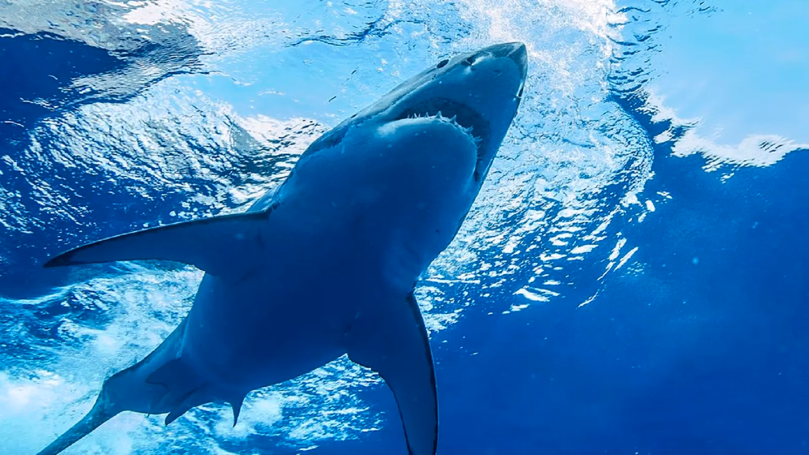 my-ultimate-shark-cage-diving-bucket-list-10-incredible-destinations-for-face-to-face-encounters-image-0