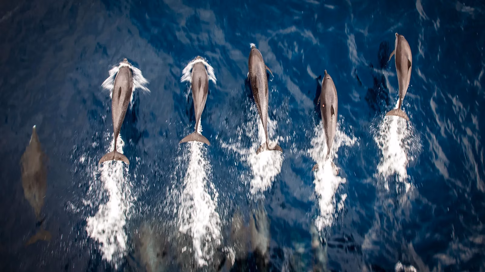 a-spectacular-super-pod-of-risso-s-dolphins-in-monterey-bay-image-0