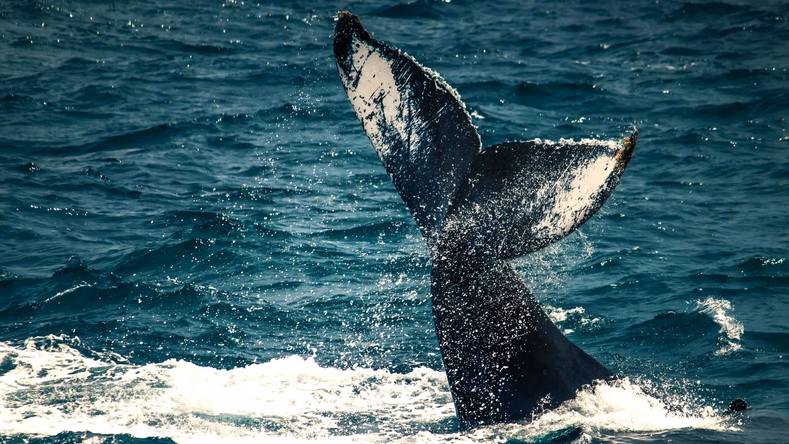 ocean-titans-exploring-the-giants-of-the-modern-seas-in-2026-image-0