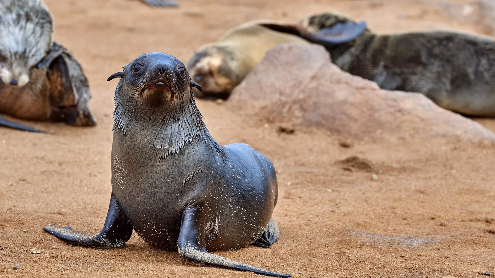 a-seal-s-last-cry-my-heartbreaking-encounter-with-marine-pollution-s-cruel-reality-image-0
