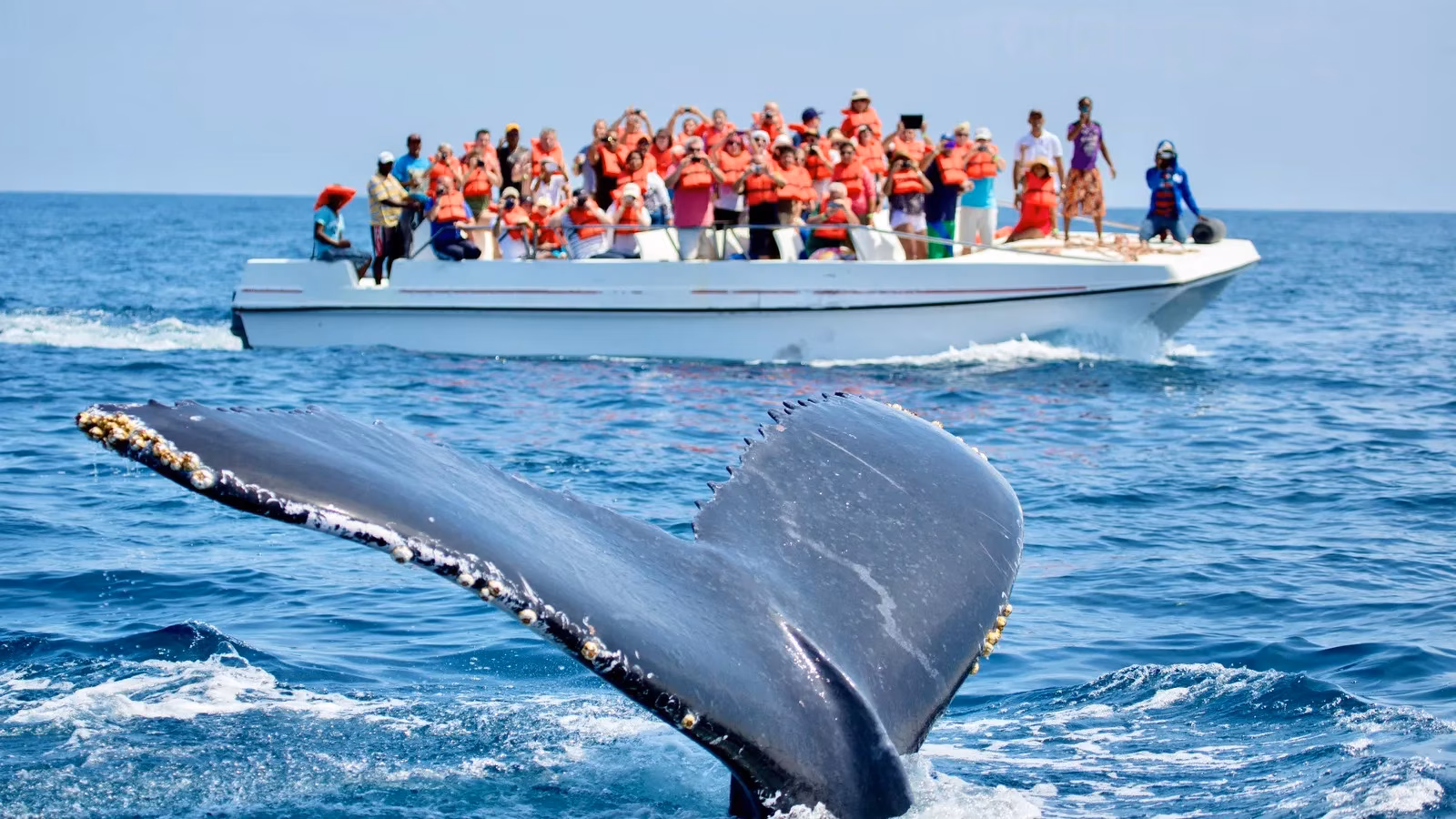 check-s-freedom-a-humpback-whale-rescue-story-of-hope-and-teamwork-image-0