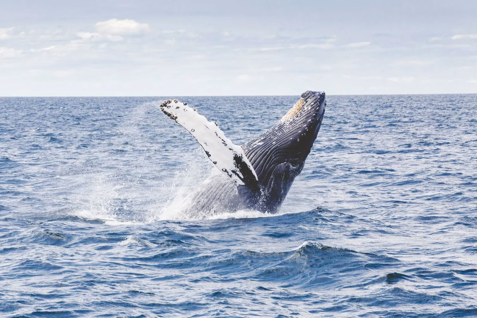 chasing-giants-my-ultimate-winter-whale-watching-guide-for-epic-encounters-in-2026-image-1