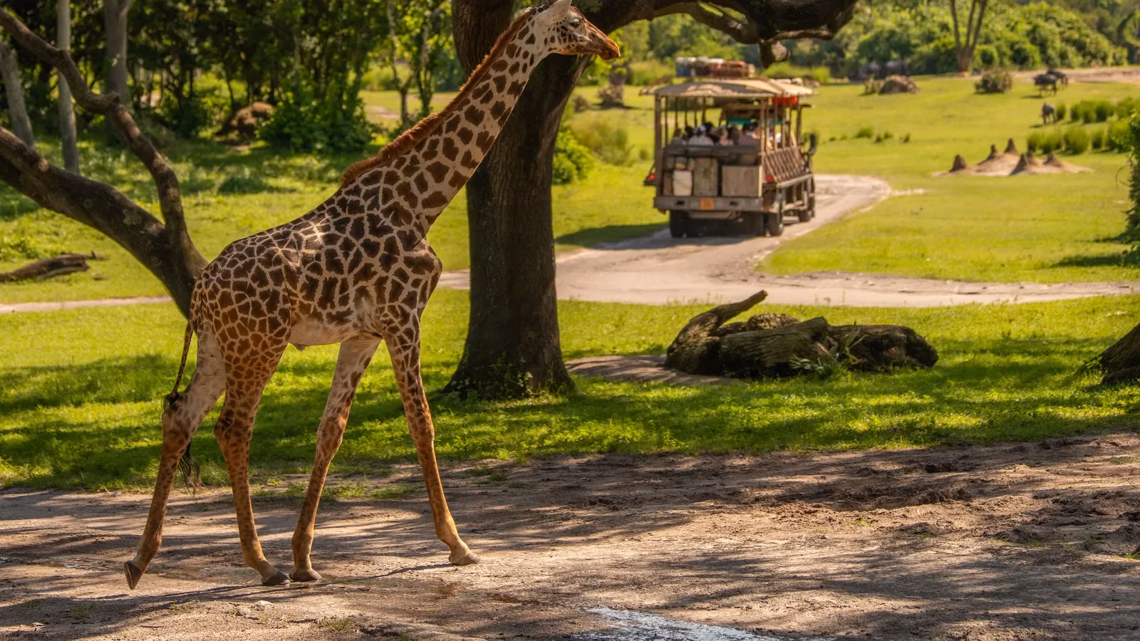 disney-animal-kingdom-safari-incident-a-gamer-s-insight-on-staff-heroics-image-0