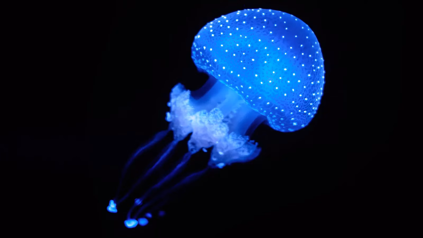 hong-kong-researchers-discover-new-species-of-24-eyed-box-jellyfish-in-mai-po-nature-reserve-image-0