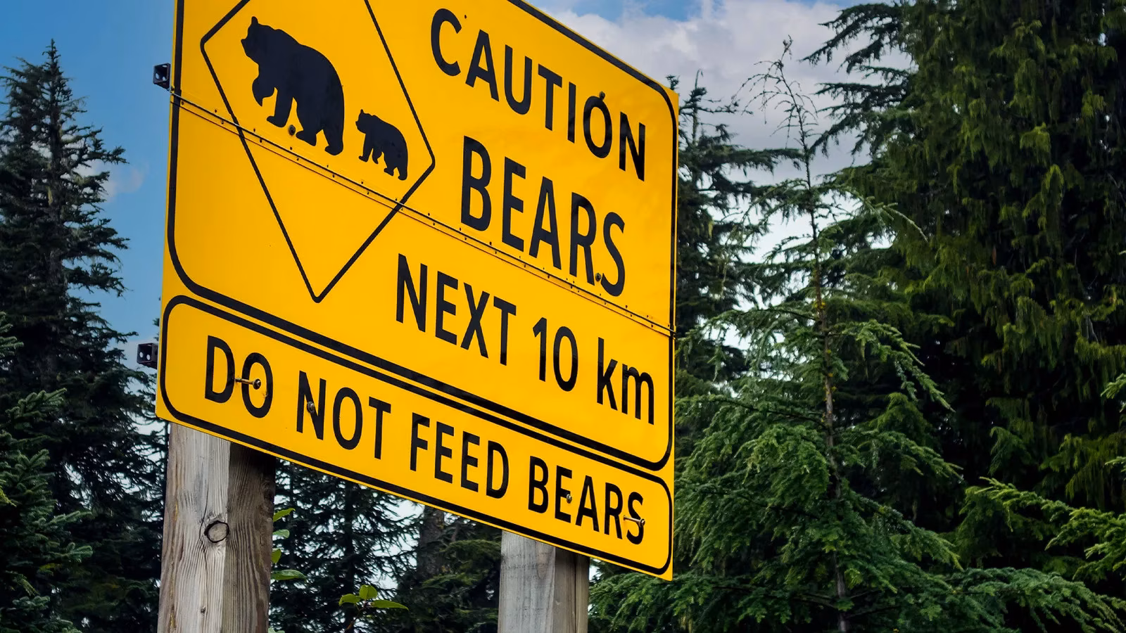 my-yellowstone-journey-seeing-rule-breakers-in-action-image-0