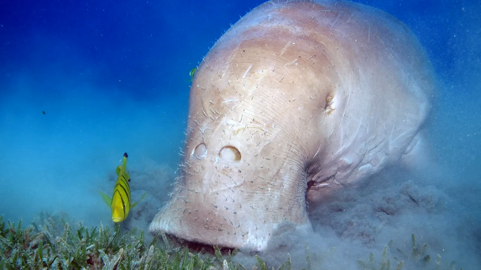 the-miraculous-return-dugong-spotted-in-taiwan-after-a-century-image-0